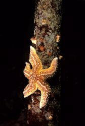 Common starfish on kelp stem.
Isle of Lewis, Hebrides.
... by Mark Thomas 